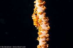 BD-151225-Apo-0122-Pontonides-ankeri.-Marin.-2007-[Anker´s-whip-coral-shrimp].jpg